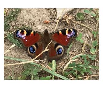 Verhalten nach Hypnose